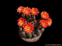 Echinocereus salm-dyckianus 1297